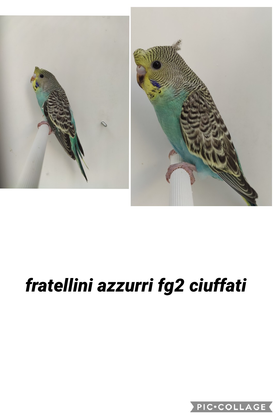 Ciuffati